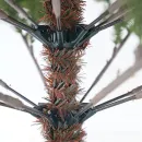 Ель GrandSiti Салерно 2.4 м 101-435