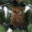 Ель GrandSiti Виола 2.4 м 101-425