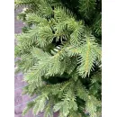 Ель GreenTerra Монсанта 2.1 м