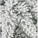 Ель Dommelochi Аврора 2.2 м