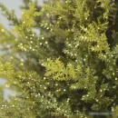 Ель Erbis Cyprys Brokat 40