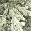 Ель GrandSiti Адель 2.4 м