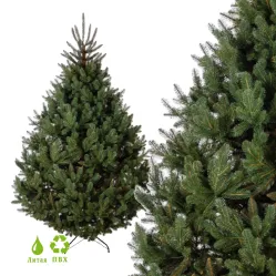 GreenTerra Босния (2.2м)