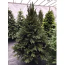 GreenTerra Босния (2.2м)