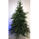 Ель GreenTerra Милтон 2.4 м