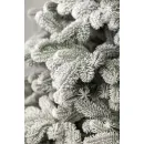 Ель GreenTerra Северия 1.8 м