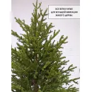 Ель GreenTerra Вилтони 1.5 м
