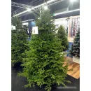 Ель GreenTerra Вилтони 2.4 м