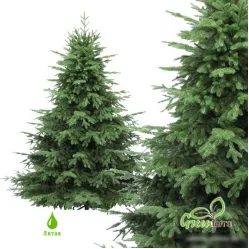 Ель GreenTerra Раскидистая Премиум 2.4 м