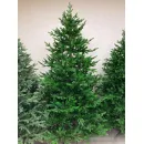 Ель GreenTerra Хаген Премиум 2.1 м